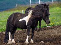 Schwarzweiß geflecktes Islandpferd mit dunkler Mähne